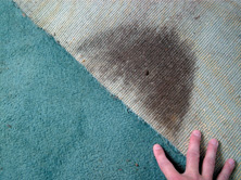 mold growth on carpet
