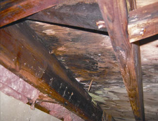 mold and rot in a Bremerton crawl space